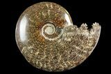 Polished Ammonite (Cleoniceras) Fossil - Madagascar #158264-1